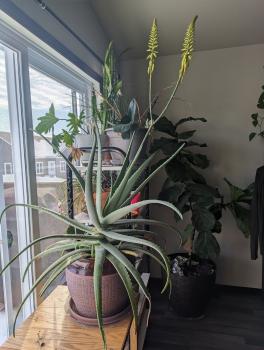 Sheridan's aloe plant