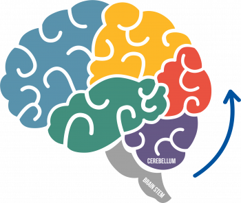 diagram of the brain, including brain stem and cerebellum labels with an arrow starting at the bottom and pointing upward